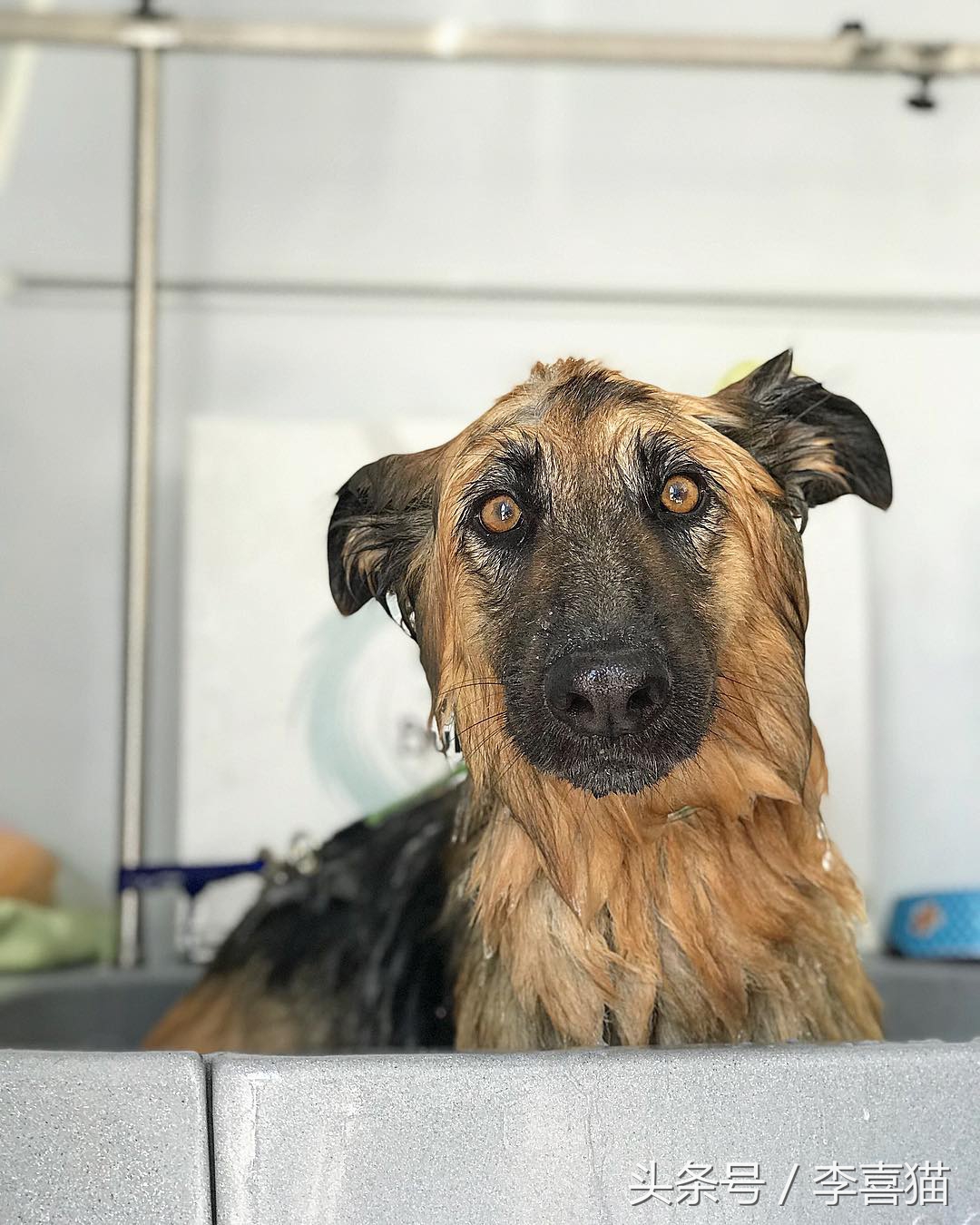 给狗狗洗澡是一门学问，学会这些技巧，不去宠物店自己也能搞定