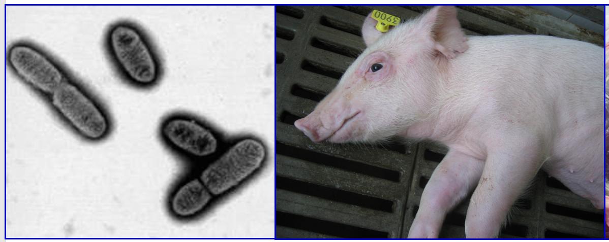副猪嗜血杆菌难防难治,是因为健康猪体内也有,养猪人应该这样防