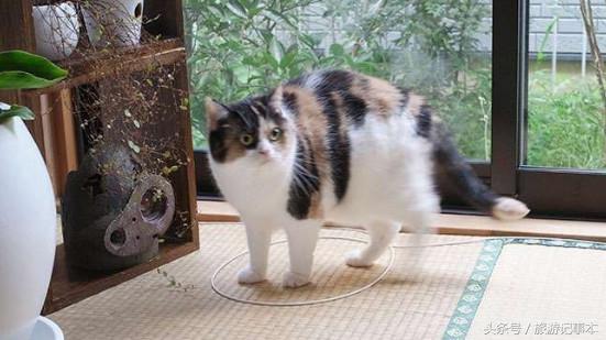 如何做个简单陷阱抓猫,怎么做陷阱抓猫咪