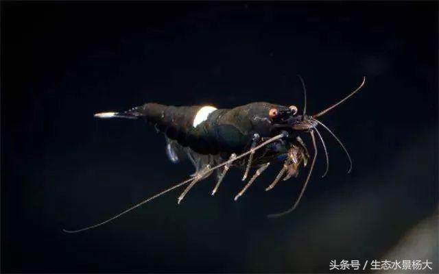 水晶虾开缸养水详细教程,开一个虾缸要多少钱