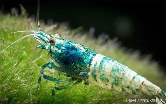 水晶虾开缸养水详细教程,开一个虾缸要多少钱