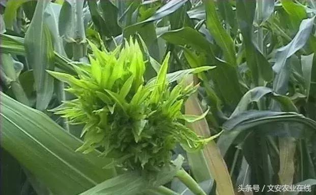 玉米什么时间防治害虫,玉米六月份防治什么病虫害