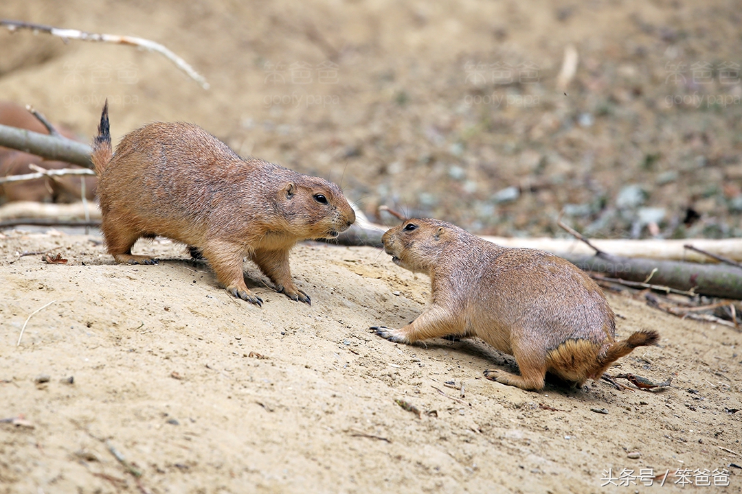 长得像松鼠又像黄鼠狼的动物,黑尾土拨鼠和旱獭哪个好看