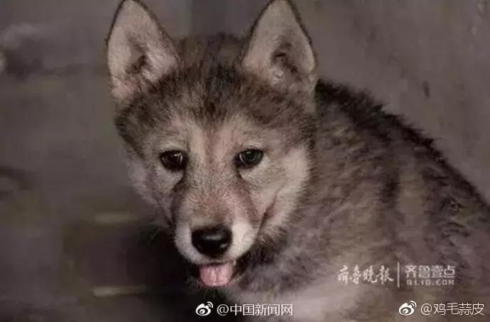 纳粹集中营1945,1945年德国集中营