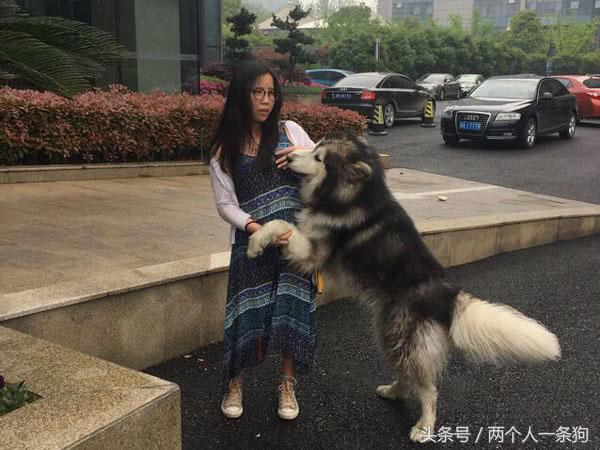 怎样解决狗狗爱扑人的毛病,如何改掉狗狗爱扑人的坏习惯