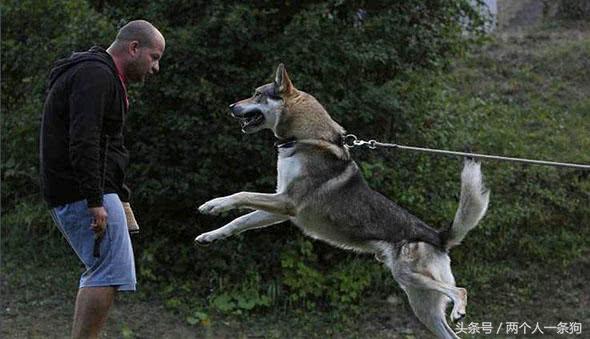 怎样解决狗狗爱扑人的毛病,如何改掉狗狗爱扑人的坏习惯