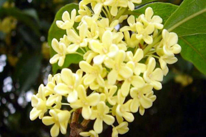 桂花飘香ll绿玉枝头万点黄，缕缕清香满庭芬