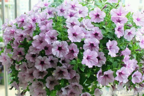 6种耐阴开花两不误的花,什么花适合阳台种植一年四季开花