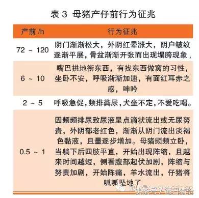 产后母猪饲喂管理要点,母猪管理与饲养技术视频