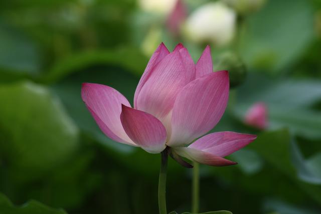 领导怎样应对斤斤计较的下属,如何驾驭爱计较的下属