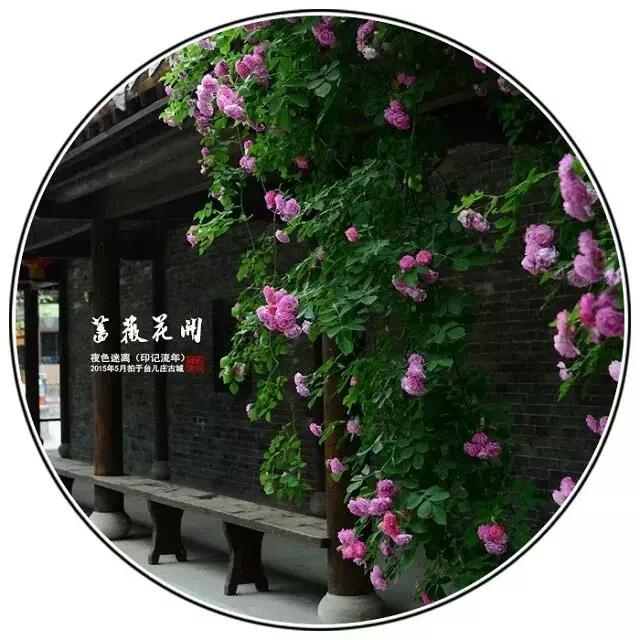 前缘如梦听书全集,前缘如梦小说全名