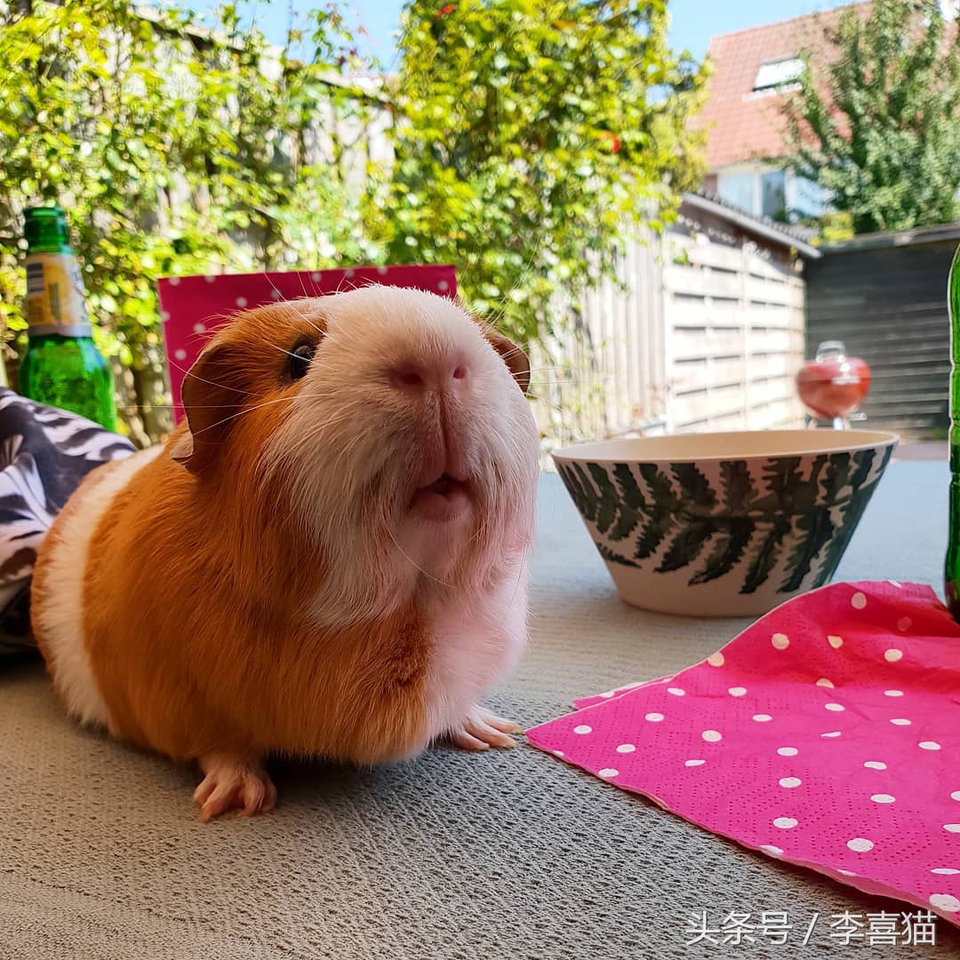 豚鼠成长过程,豚鼠为什么最适合当宠物