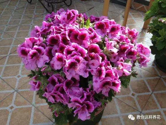 铜钱草修剪完干了如何补救,铜钱草与绿萝哪个好养