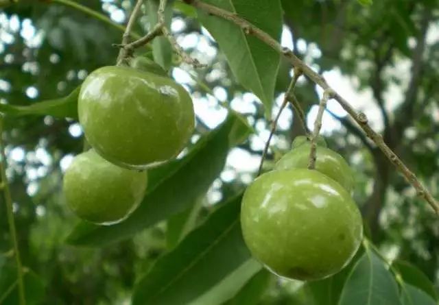 潜力新品种,潜力苗