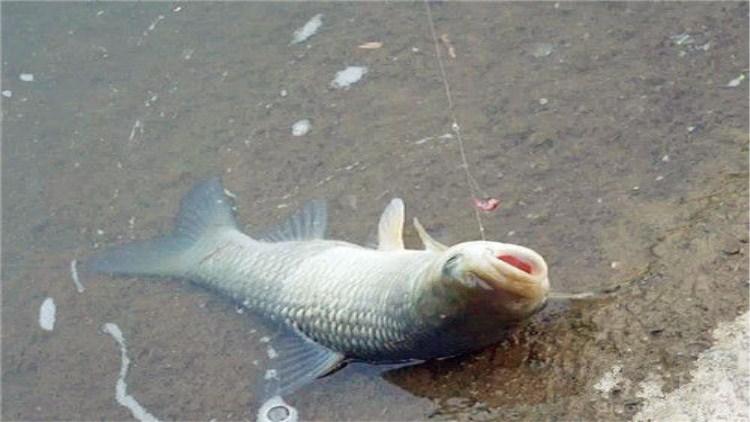 钓鱼停口解决方法,钓鱼截口怎么解决