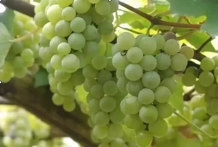 贵阳周边采摘水晶葡萄的地方,贵阳葡萄采摘地点推荐
