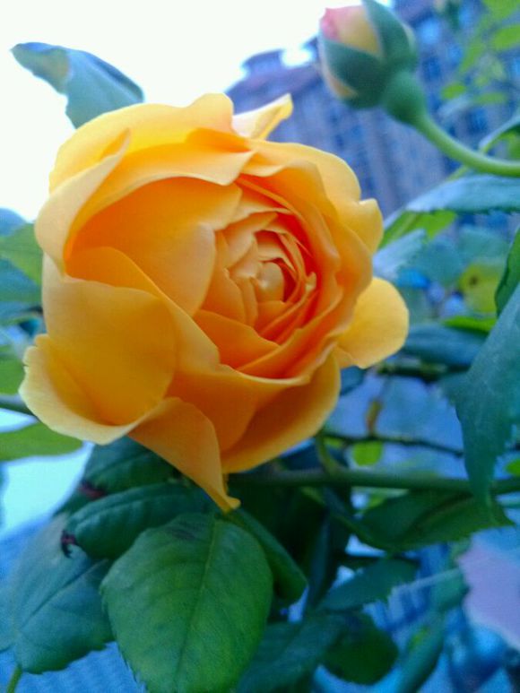 什么月季比较耐阴又好养,香味浓郁好养的藤本月季