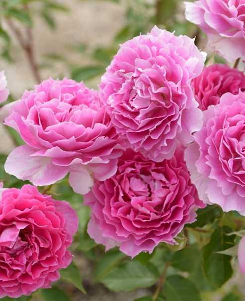 什么月季比较耐阴又好养,香味浓郁好养的藤本月季