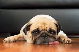 巴哥天气热怎么办,巴哥犬气温多高会中暑