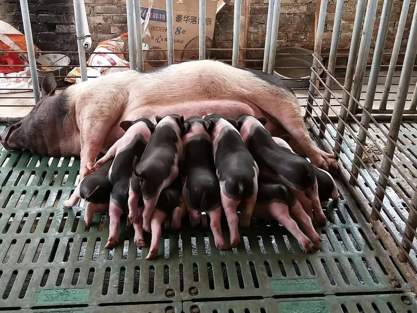 如何使母猪窝产13头？该怎样给母猪配种？看养猪专家怎么做的？