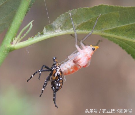 农村有很多虫子怎么解决,果树树干里面生虫怎么处理