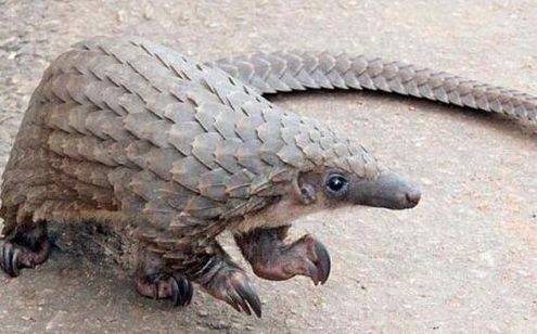 中药活血化瘀药目录记忆口诀,中药学活血祛瘀药汇总