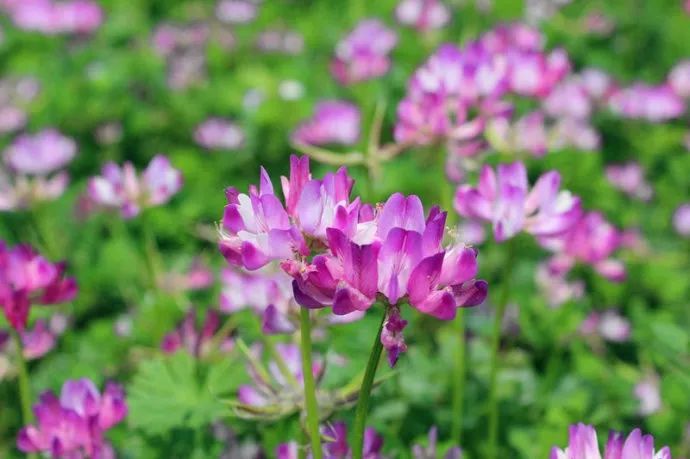 每朵花原唱完整版,每朵花完整版