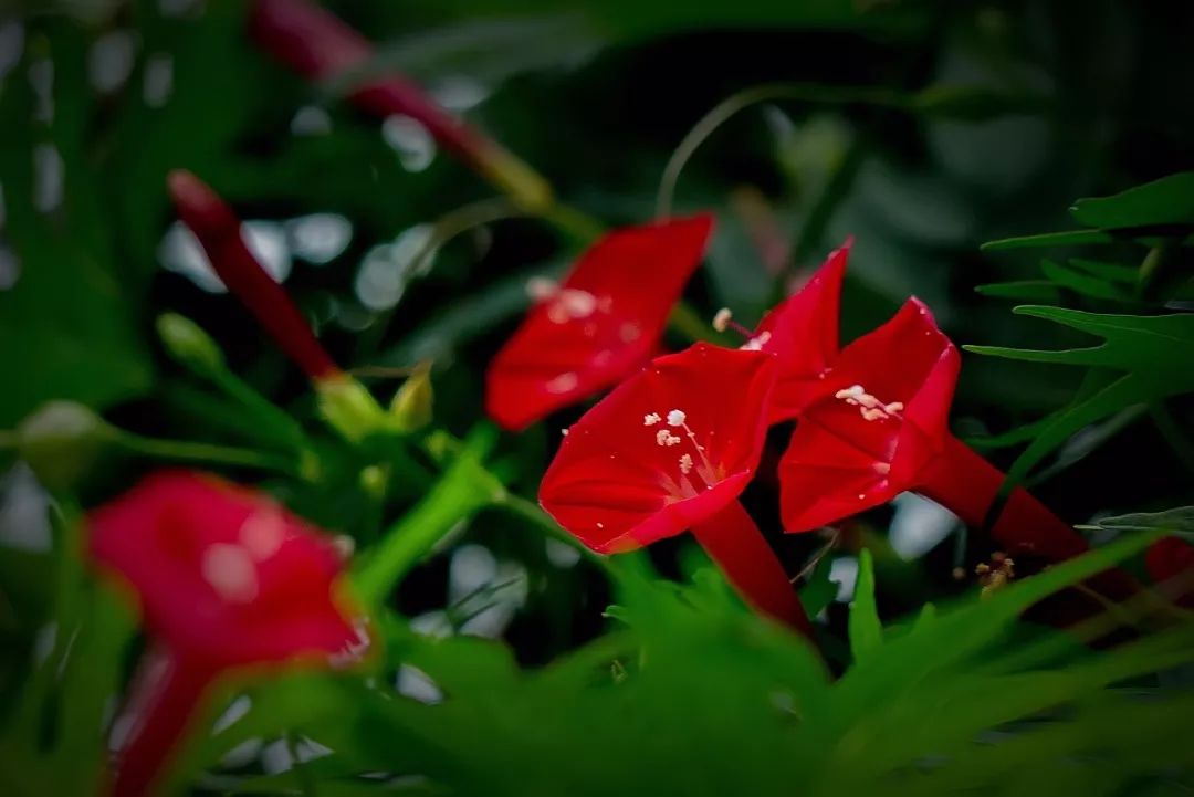 每朵花原唱完整版,每朵花完整版