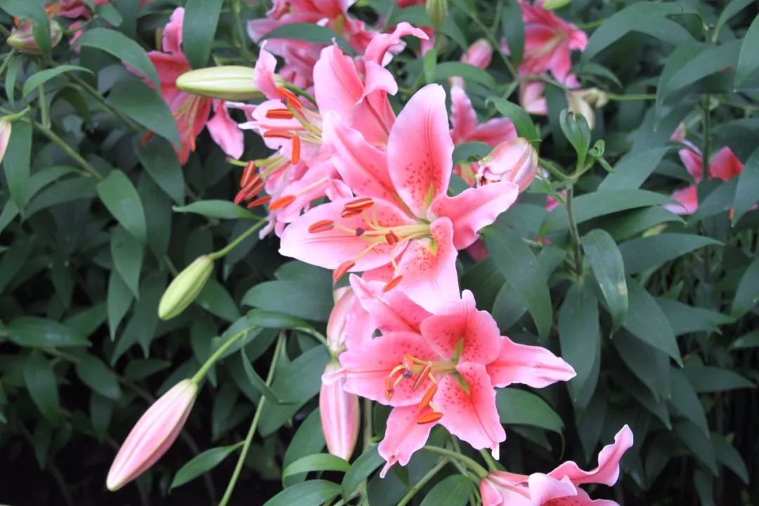 每朵花原唱完整版,每朵花完整版