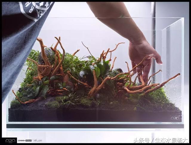 ada草缸造景什么意思,ada造景大赛60缸