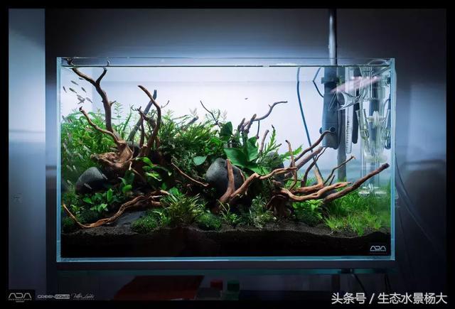 ada草缸造景什么意思,ada造景大赛60缸