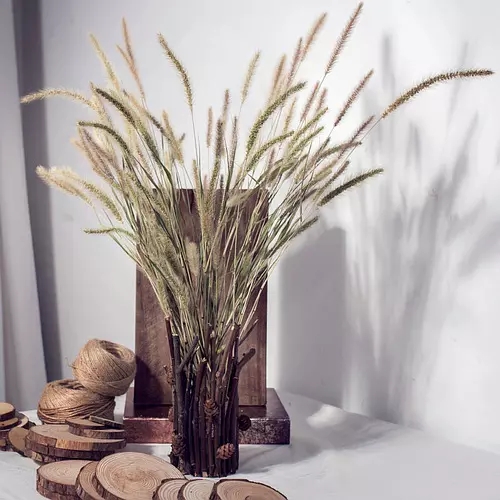 你还记得童年的狗尾草吗,狗尾草小时候