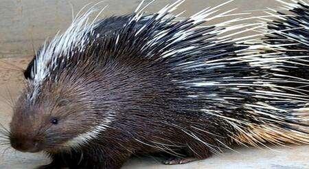 浜虹被涓栫晫鐨勭湡姝ｇ濂囧疂璐濆浘,涓栫晫涓婄湡鐨勪細鏈夌濂囧疂璐濆悧