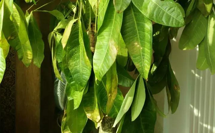 绿萝盆栽烂根了怎么办,君子兰绿萝叶子边发黄怎么办