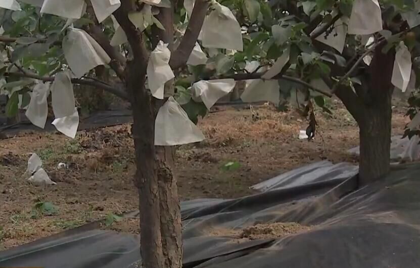果树覆盖膜,果树黑膜覆盖视频