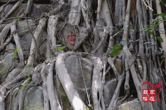 福州现在可以正常开放的公园,福州公园换新颜值