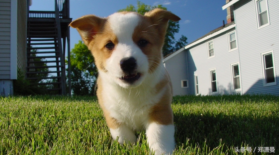 疫苗之后，毒狗黑手伸向何方？