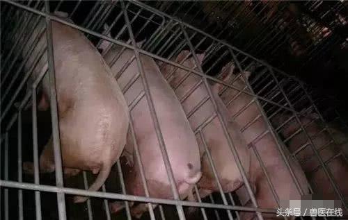 温氏母猪的养殖方法,温氏养猪饲养教学