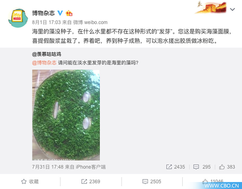 海藻籽面膜真的好用吗,冰粉籽和海藻面膜真的有效吗