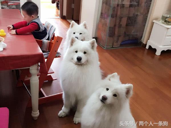 怀孕就不可以养狗？牵他进门就应照顾一生，养犬人都应该知道！