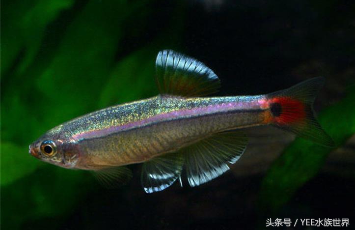 没有加热棒怎么给鱼缸升温,鱼缸水冷怎么加热