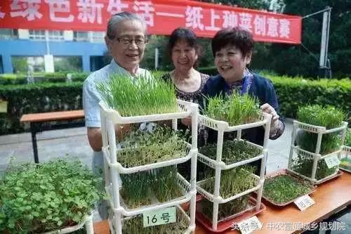 纸上种菜续集全集,纸上种菜是真的那么好吗