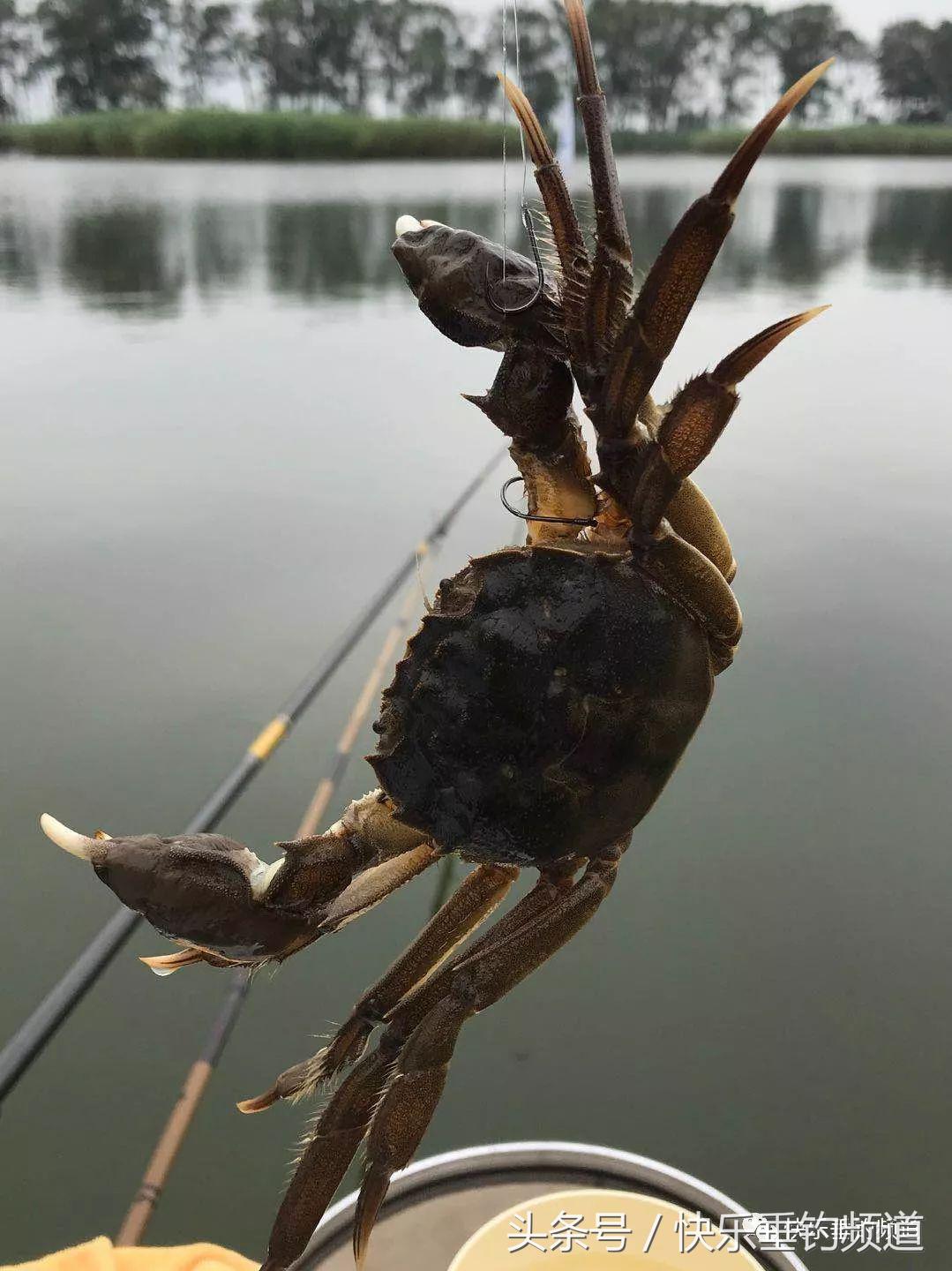 河蟹闹窝怎么钓鱼最好,河蟹闹窝怎么办