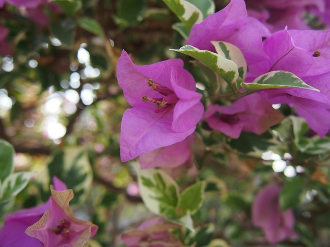 闺蜜三亚游详细攻略,七夕去哪里玩比较浪漫三亚