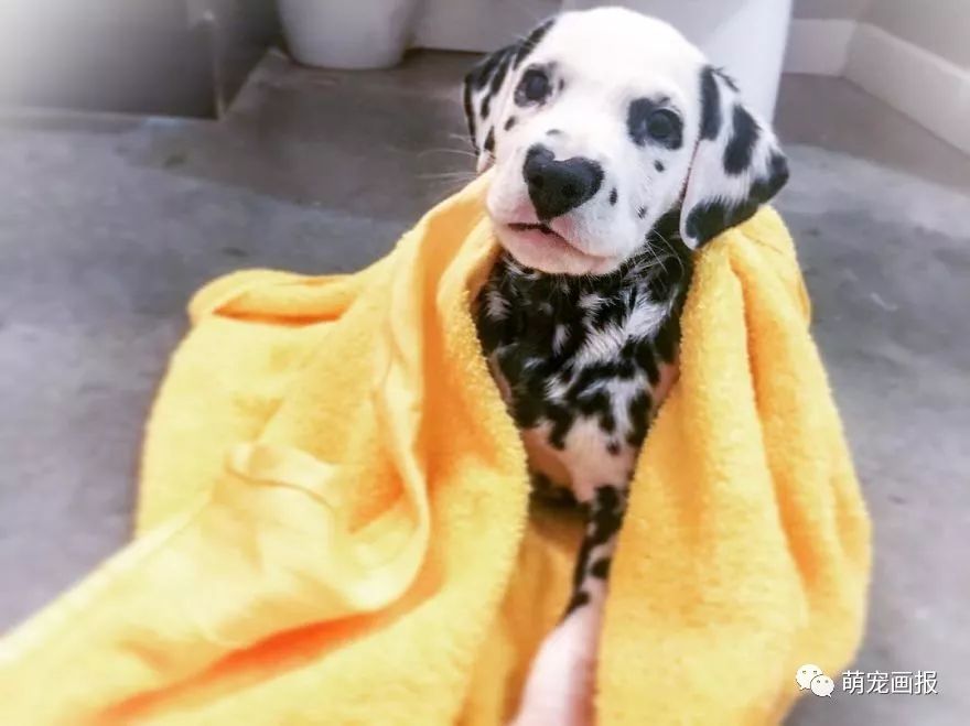 爱心形状的斑点狗,斑点狗聪明可爱