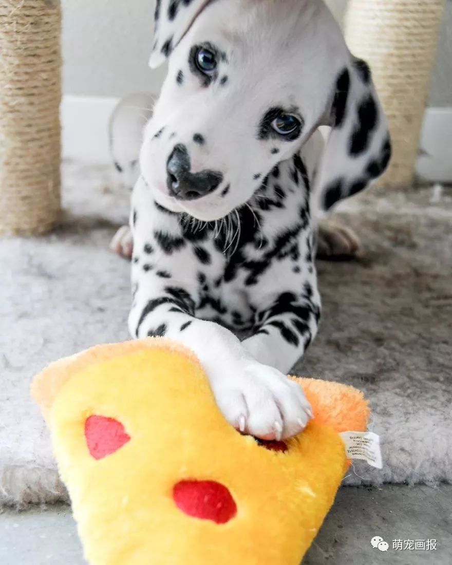 爱心形状的斑点狗,斑点狗聪明可爱