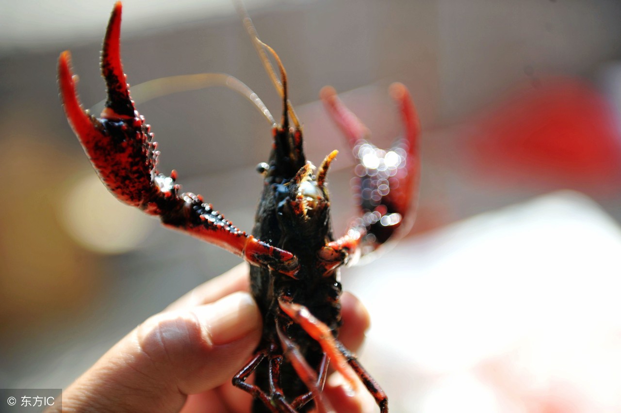 小龙虾养殖前景分析,小龙虾养殖经营模式有哪些