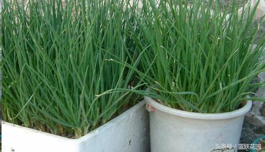 怎样种植芹菜和香菜,怎么种香菜韭菜视频