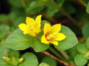 临时救、“救命粮”、大救驾，农民俗称的这些植物，都有什么用