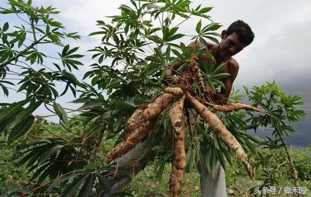 这种8月份最“稀罕”野味，外国人不吃，国内却找代购还不一定有